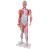an exceptional educational tool for studying human anatomy
