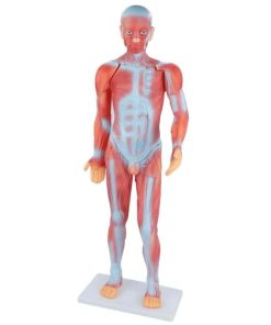 an exceptional educational tool for studying human anatomy