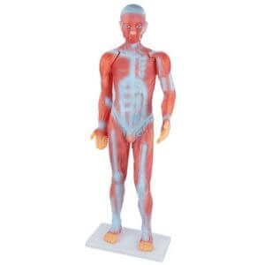 an exceptional educational tool for studying human anatomy