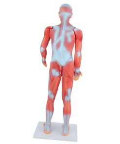 an exceptional educational tool for studying human anatomy.