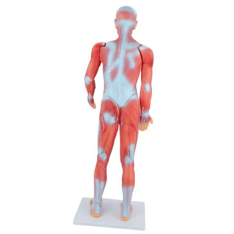 an exceptional educational tool for studying human anatomy.