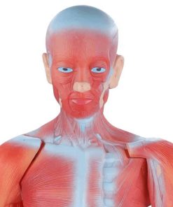 Human Whole Body Manikin Organ Teaching Model, Body Muscle Dissection Anatomy Model 85cm 7 an exceptional educational tool for studying human anatomy.