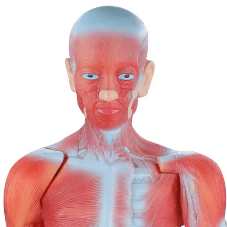 an exceptional educational tool for studying human anatomy.