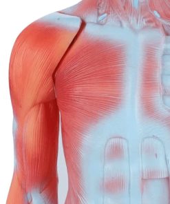 Human Whole Body Manikin Organ Teaching Model, Body Muscle Dissection Anatomy Model 85cm 8 PixPin 2025 04 09 11 38 29