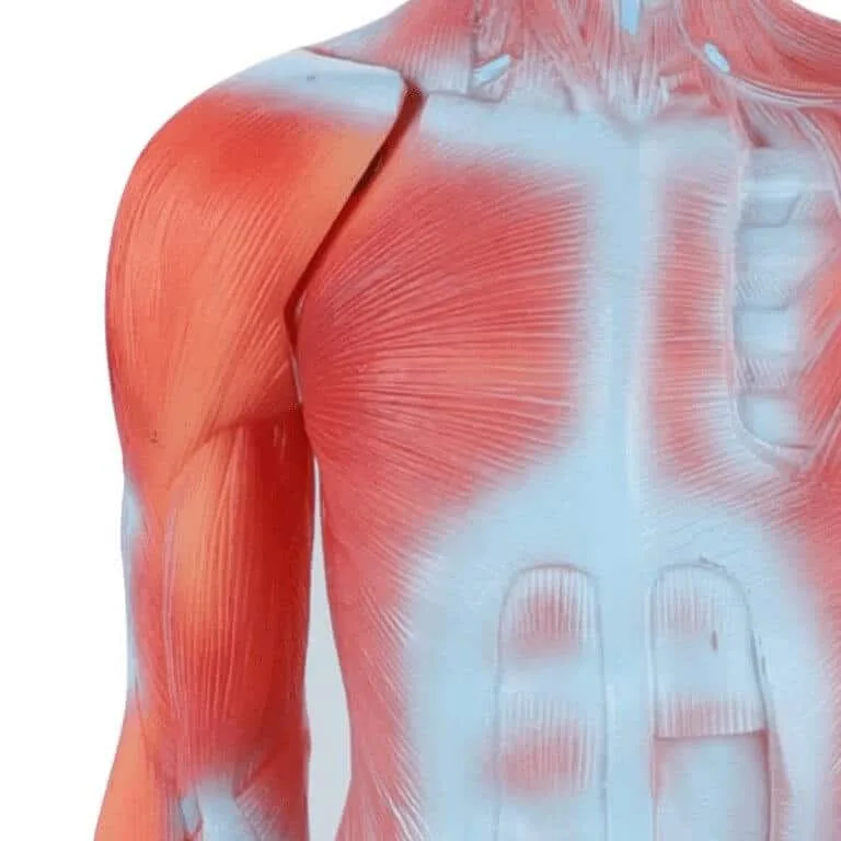 Human Whole Body Manikin Organ Teaching Model, Body Muscle Dissection Anatomy Model 85cm - Image 4