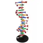 Interactive DNA Structure Kit – For Medical & Biology Education