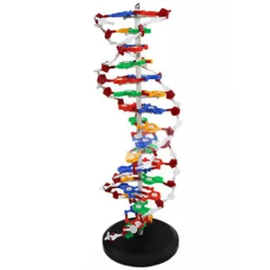 Interactive DNA Structure Kit – For Medical & Biology Education