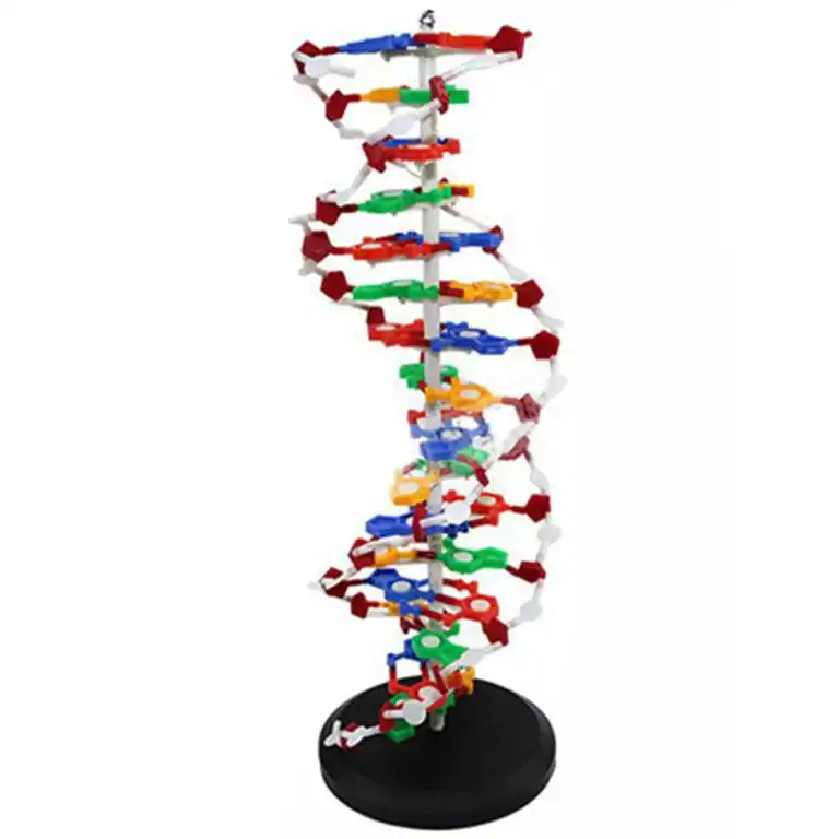 Interactive DNA Structure Kit – For Medical & Biology Education