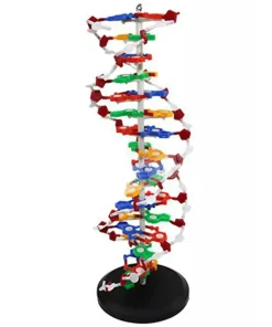 Interactive DNA Structure Kit – For Medical & Biology Education
