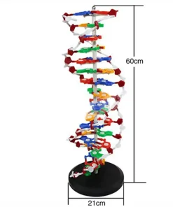 Interactive DNA Structure Kit – For Medical & Biology Education 9 PixPin 2025 04 13 15 39 12 png