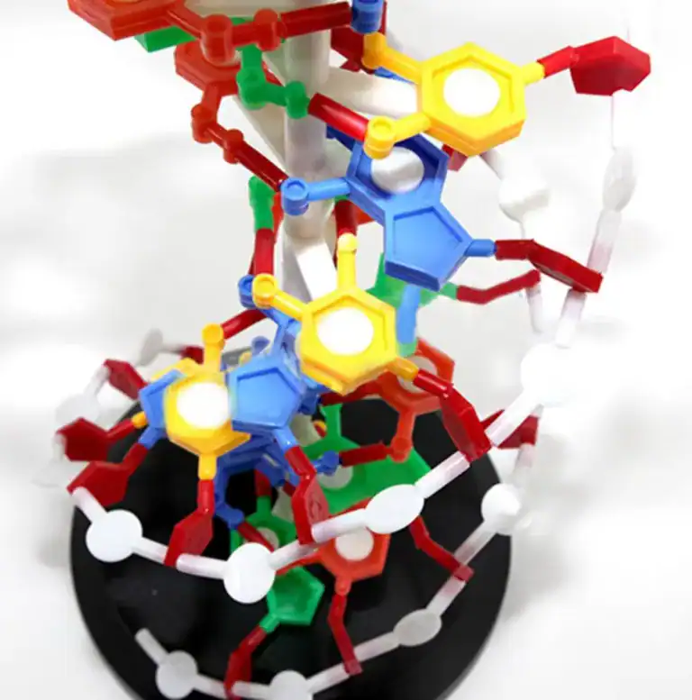 Interactive DNA Structure Kit – For Medical & Biology Education - Image 4