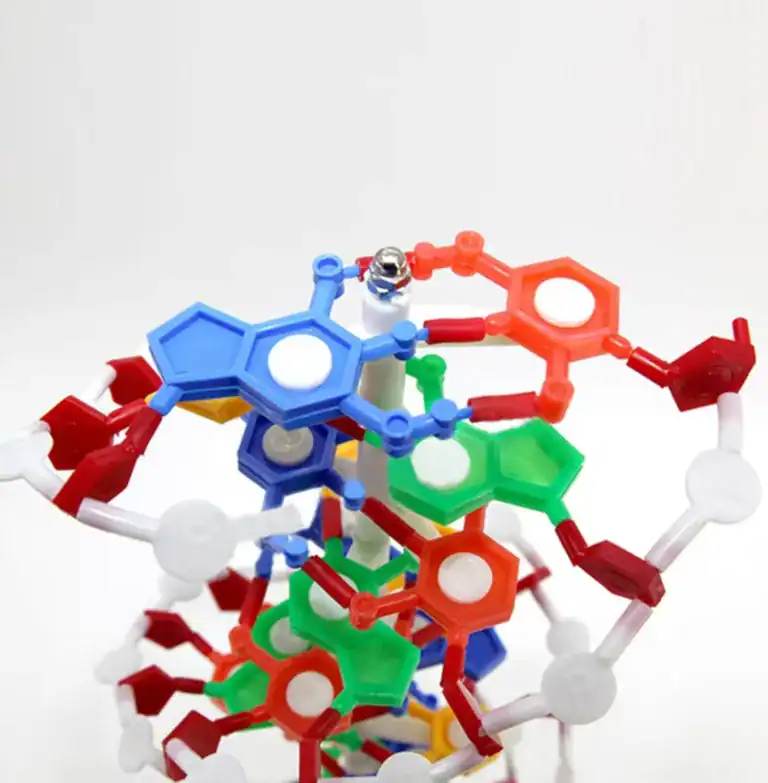 Interactive DNA Structure Kit – For Medical & Biology Education - Image 5