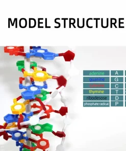 Alternative view of Interactive DNA Structure Kit – For Medical & Biology Education