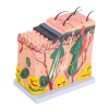 Enlarged 70X PVC Skin Anatomy Model for Teaching – Detailed 3D Structure with Enhanced Visual Clarity 1 Skin Anatomy Model