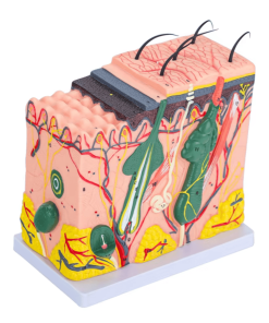 Skin Anatomy Model