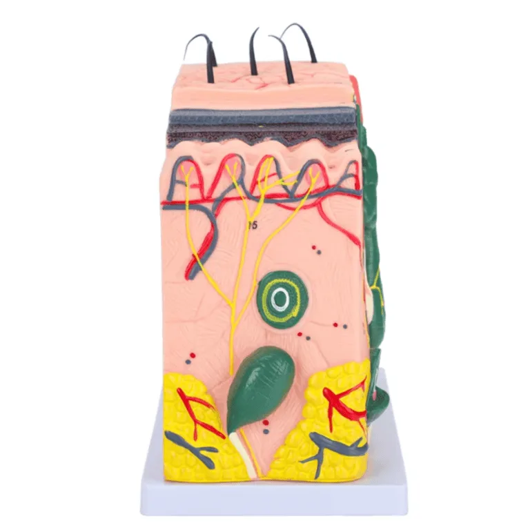 Enlarged 70X PVC Skin Anatomy Model for Teaching – Detailed 3D Structure with Enhanced Visual Clarity - Image 3