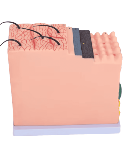 Skin Anatomy Model