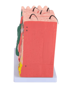 Skin Anatomy Model