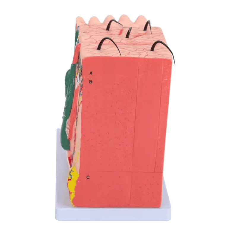 Skin Anatomy Model